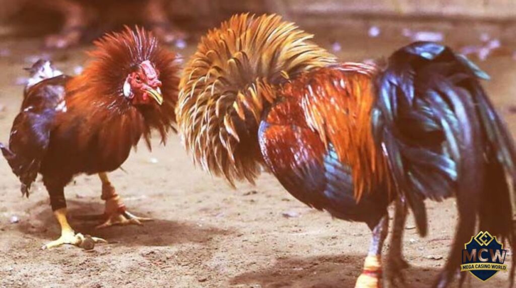 Chọi Gà C1 - Khám Phá Đấu Trường Đỉnh Cao Dành Cho Gà Chiến 1 Chọi Gà C1 Là Gì?