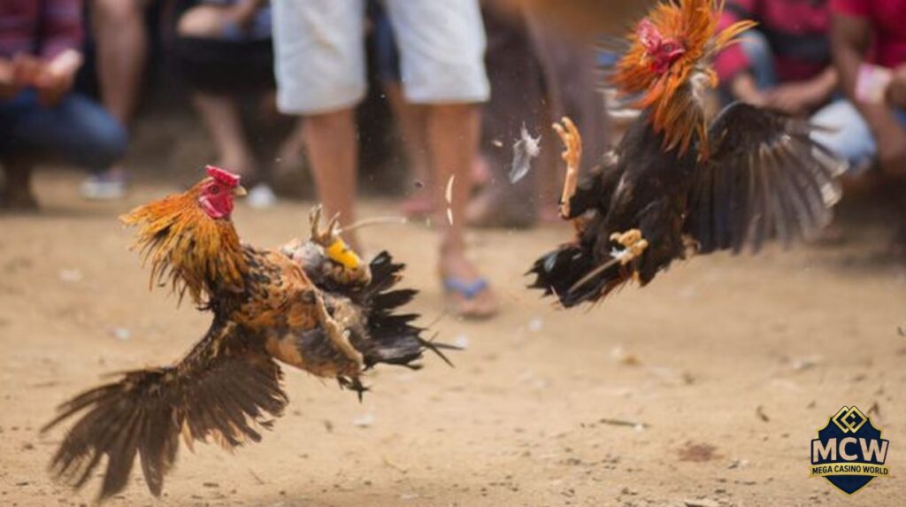 Đá Gà Cựa Sắt - Luật Chơi, Kinh Nghiệm Và Nơi Uy Tín 1 Kinh nghiệm đá gà thực chiến từ các cao thủ