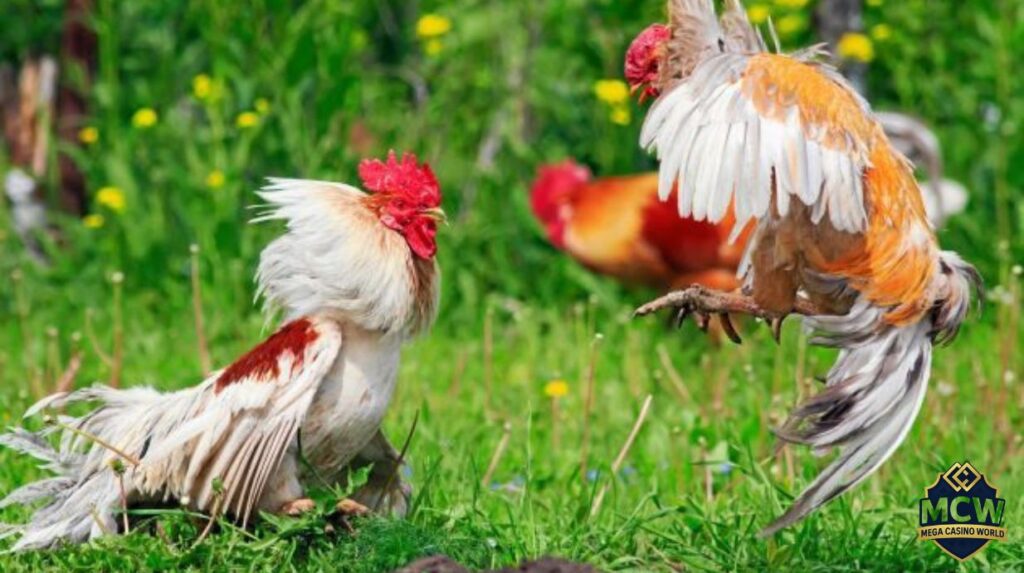 Đá Gà Cựa Sắt - Luật Chơi, Kinh Nghiệm Và Nơi Uy Tín 3 Xem đá gà cựa sắt ở đâu uy tín và hợp pháp