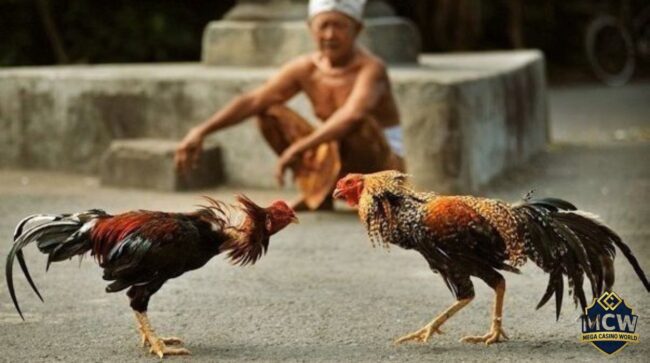 Mẹo cá cược đá gà trực tiếp hiệu quả chơi hay, thắng lớn