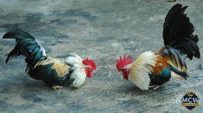 Đá Gà Cựa Sắt - Luật Chơi, Kinh Nghiệm Và Nơi Uy Tín