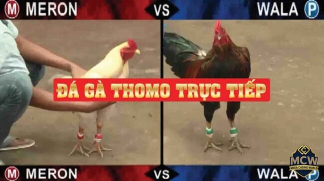 Đá Gà Trực Tuyến Thomo - Kênh Cá Cược Hấp Dẫn Nhất Hiện Nay